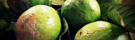 Memories on Trees: Guava