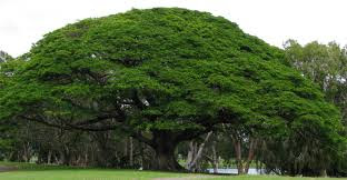 Shrian Tree Memories on Trees: Shirish - Vivek Patwardhan